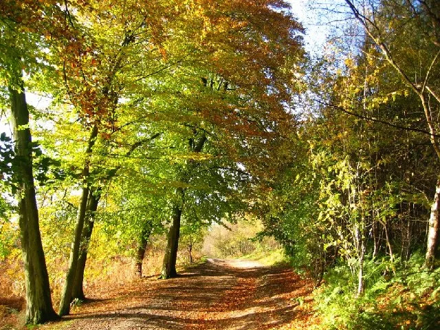 Delamere Forest