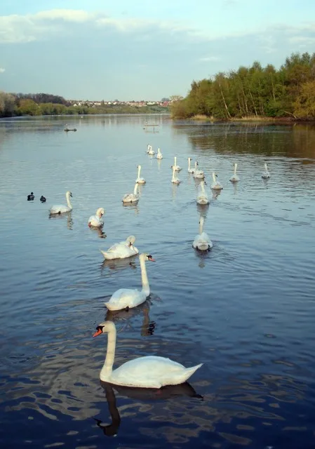 Fairburn Ings RSPB reserve