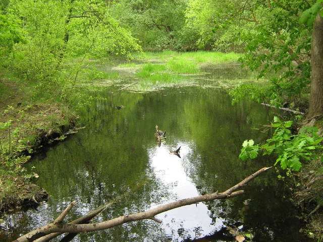 Farningham Wood