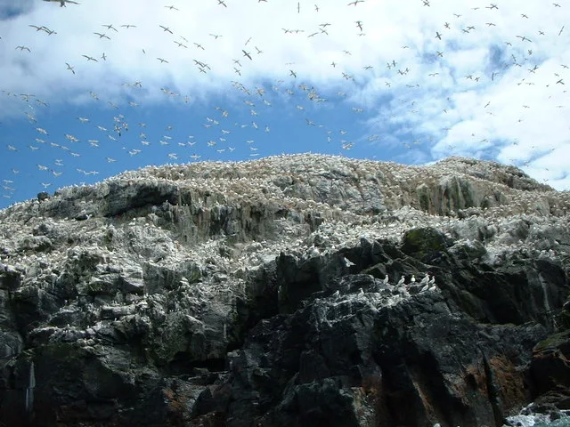 Grassholm Island