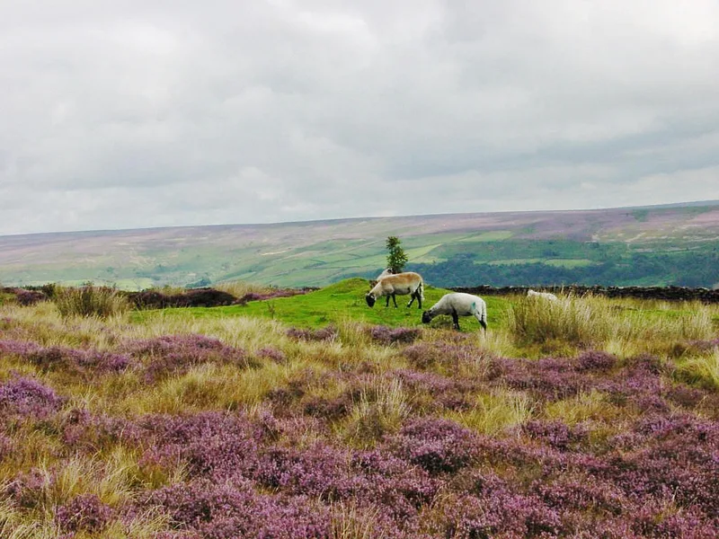 North York Moors — oeuvre personnelle/own work