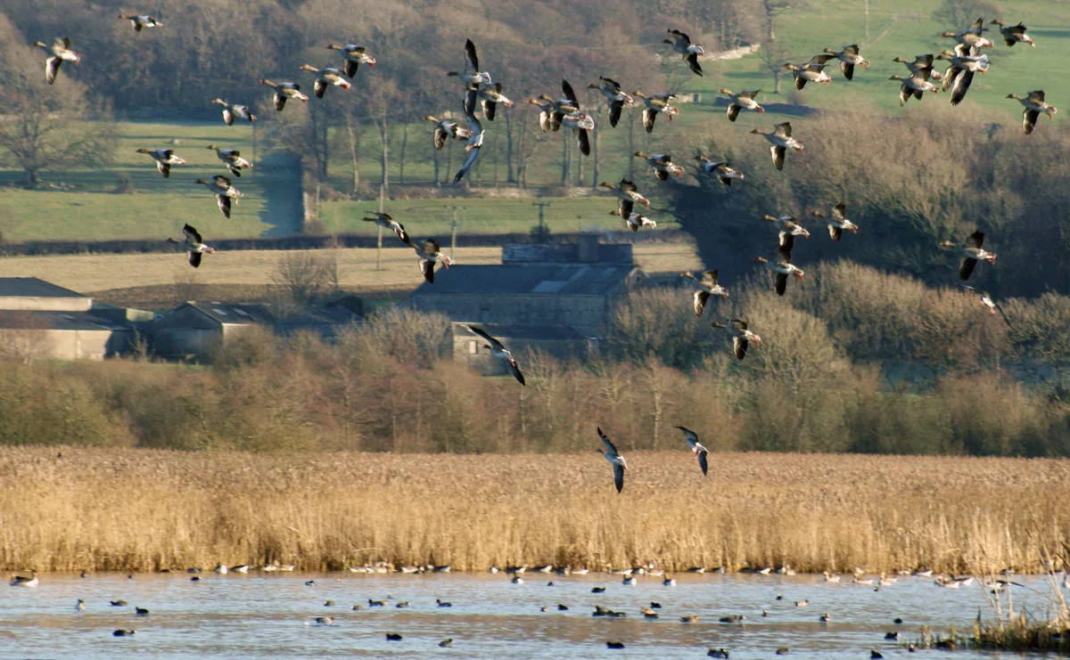 RSPB Leighton Moss