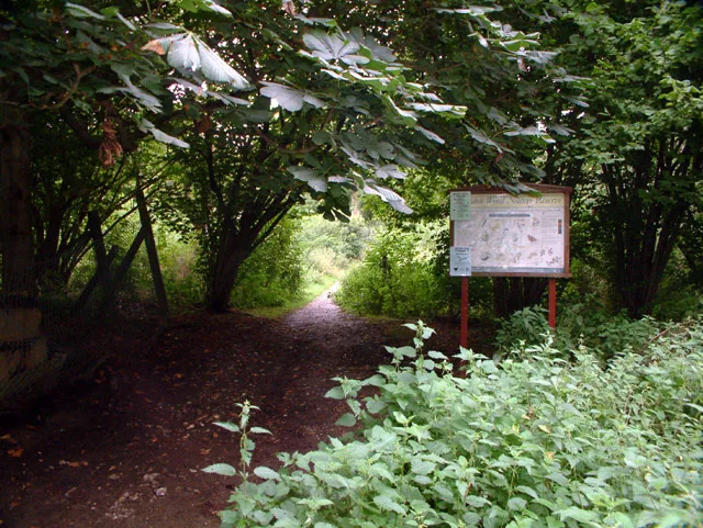 Selsdon Wood