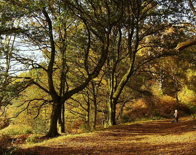 Shotover